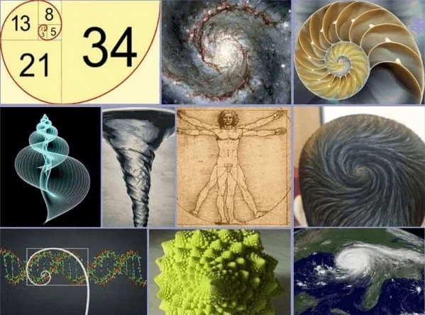 Nombres de Fibonacci dans la nature